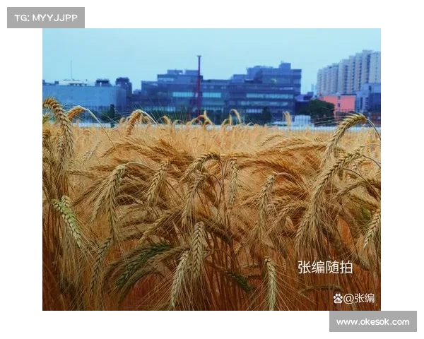 麦穗丰的传奇之路:等一个,等一个,绿衫军再创辉煌(麦穗丰收图片) 麦穗丰的传奇之路:等一个,等一个,绿衫军再创辉煌(麦穗丰收图片)